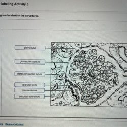 Exercise solved transcribed text show