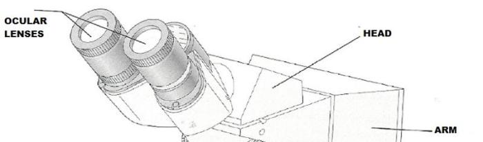 Exercise 3 review sheet the microscope