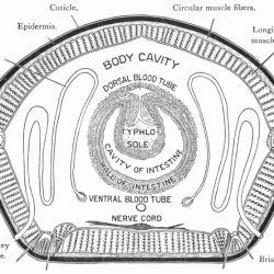 Cross section of an earthworm