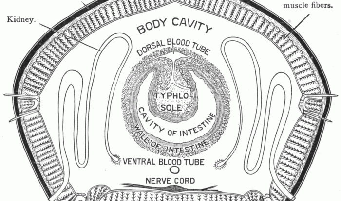 Cross section of an earthworm