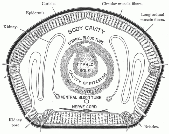 Cross section of an earthworm