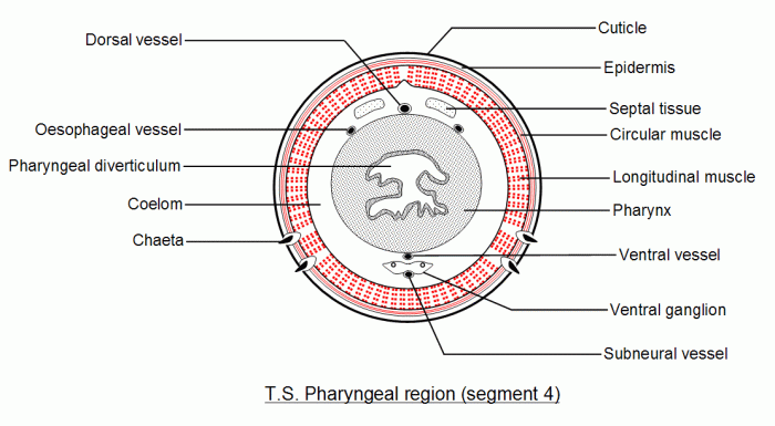 Cross section of an earthworm