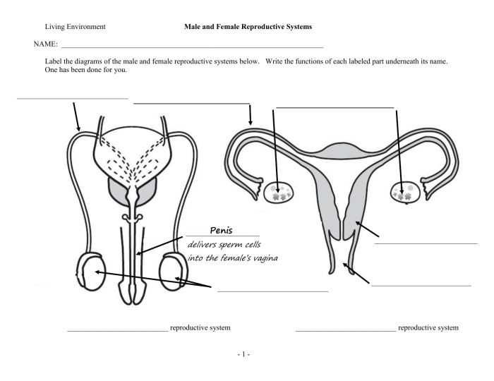 The male reproductive system se-11