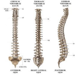 Vertebrae fused kfs spinal invisible defects definitive besides cervical patients cause vertebrates