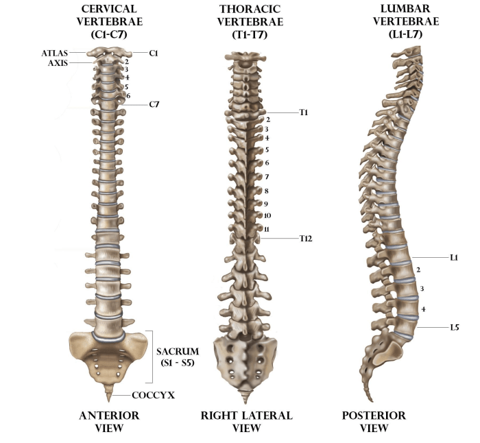 Vertebrae fused kfs spinal invisible defects definitive besides cervical patients cause vertebrates