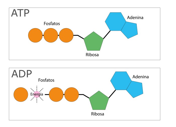 Atp interactions