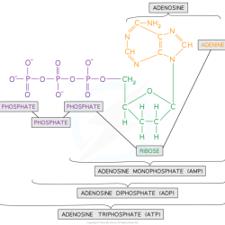 Atp triphosphate adenosine periodni chemical glossary energy chemistry quality high name