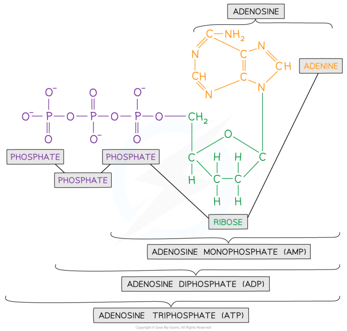 Atp triphosphate adenosine periodni chemical glossary energy chemistry quality high name