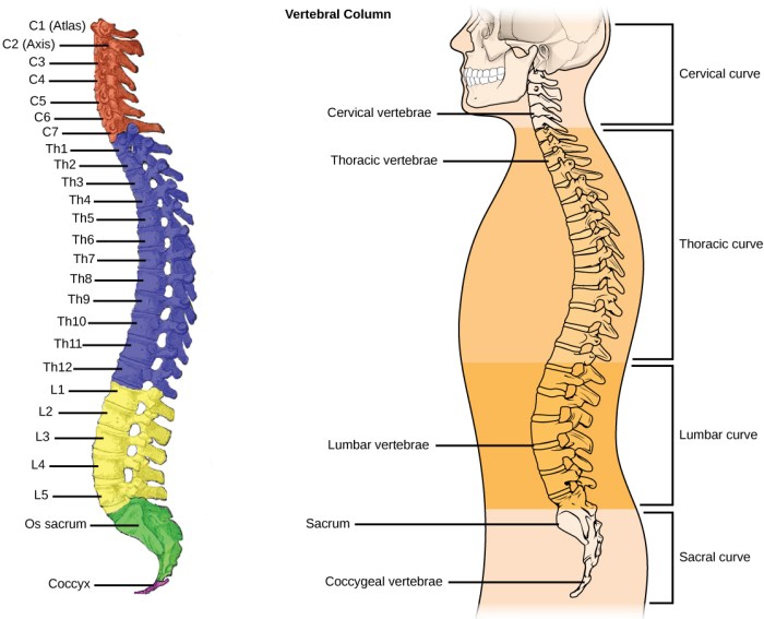 Which of the following statements about the coccyx is true