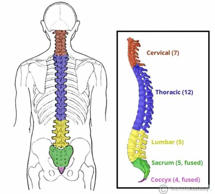 Which of the following statements about the coccyx is true