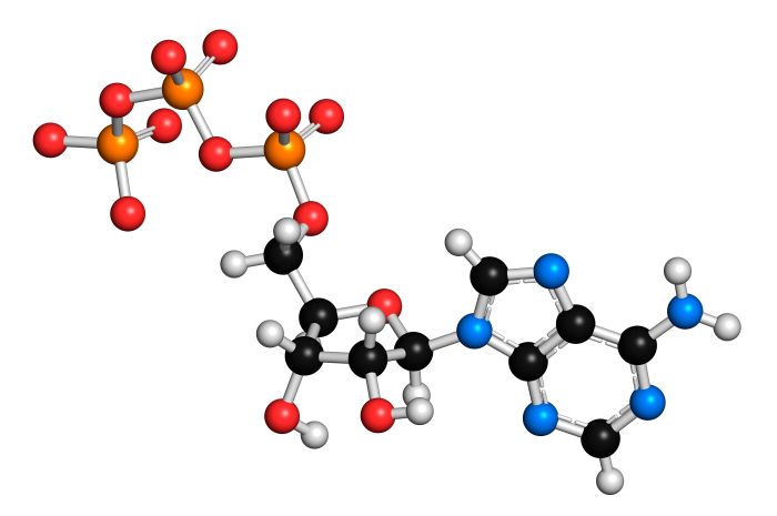 Select the high-energy form of adenosine from the following images.