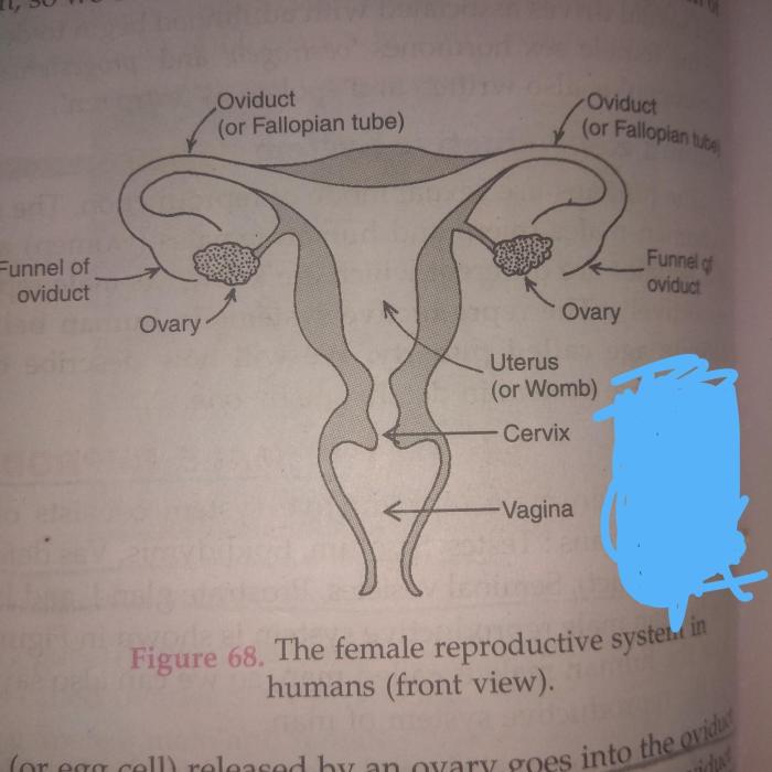 The male reproductive system se-11