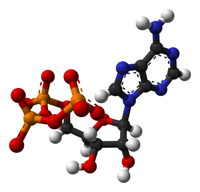 Select the high-energy form of adenosine from the following images.