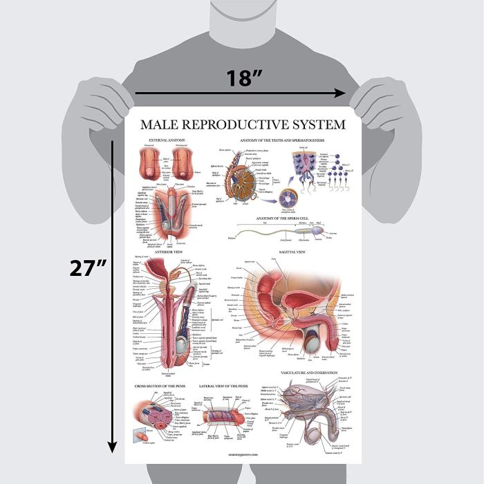 The male reproductive system se-11