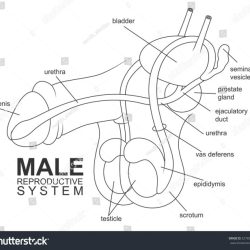 The male reproductive system se-11