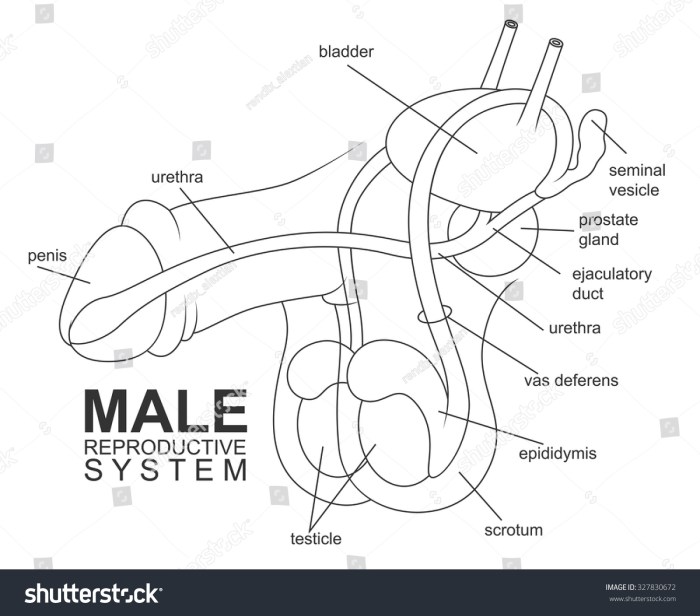 The male reproductive system se-11